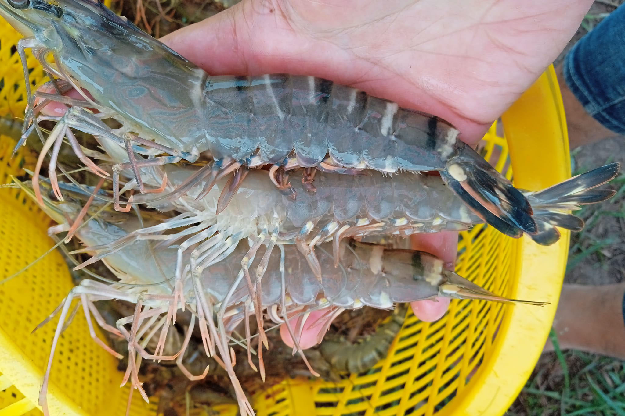 Tôm sú xuất khẩu sang Philippines