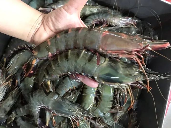 Tôm sú xuất khẩu sang Philippines