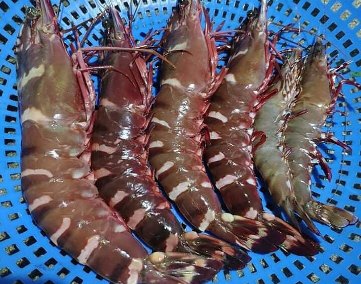 Tôm sú xuất khẩu sang Trung Quốc