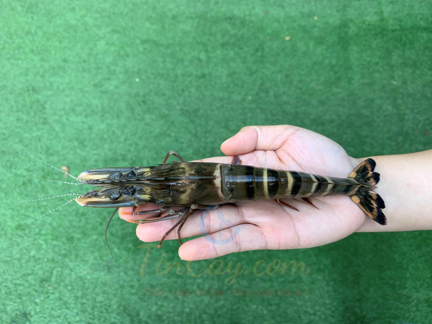 Tôm sú xuất khẩu sang Trung Quốc