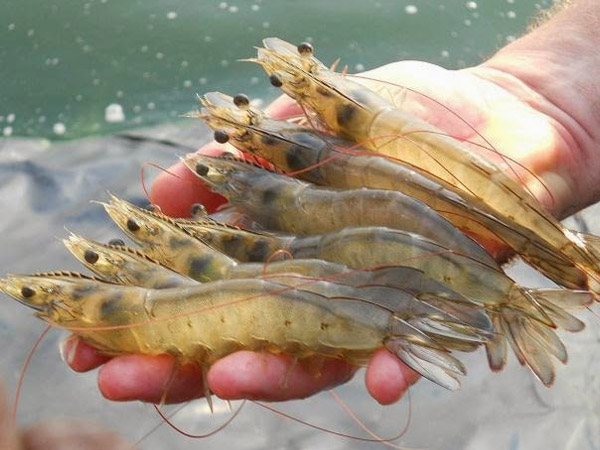 Tôm thẻ chân trắng dành cho thị trường Nhật Bản