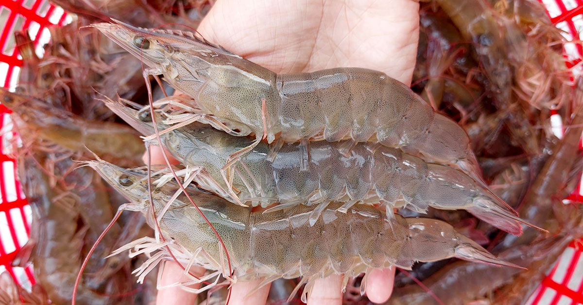 Tôm thẻ chân trắng dành cho thị trường Nhật Bản