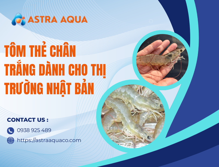 Tôm thẻ chân trắng dành cho thị trường Nhật Bản