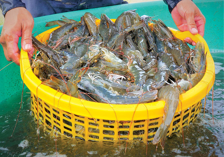 Tôm thẻ chân trắng đông lạnh dành cho thị trường Philippines