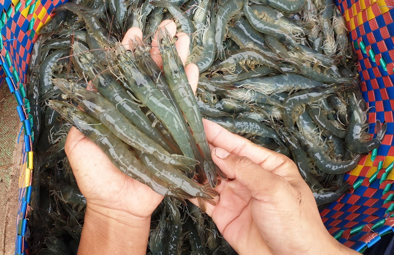 Tôm thẻ chân trắng đông lạnh dành cho thị trường Philippines