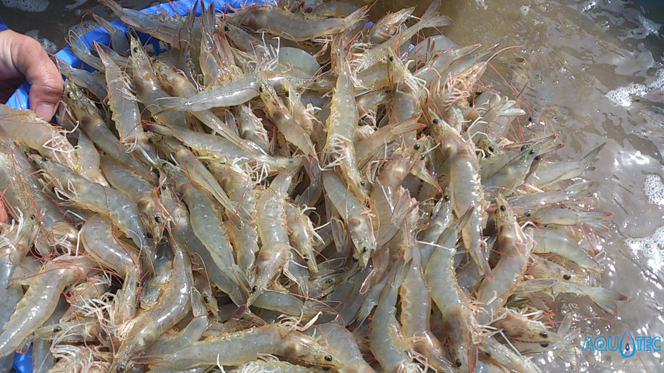 Tôm thẻ chân trắng đông lạnh dành cho thị trường Philippines