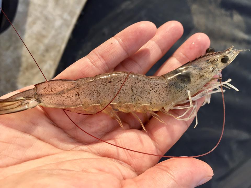 Tôm thẻ chân trắng đông lạnh dùng cho thị trường Hàn Quốc