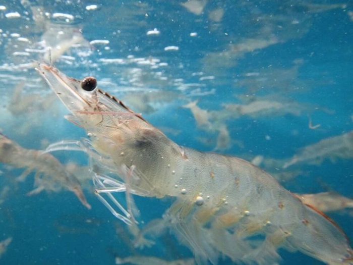 Tôm thẻ chân trắng đông lạnh dùng cho thị trường Hàn Quốc