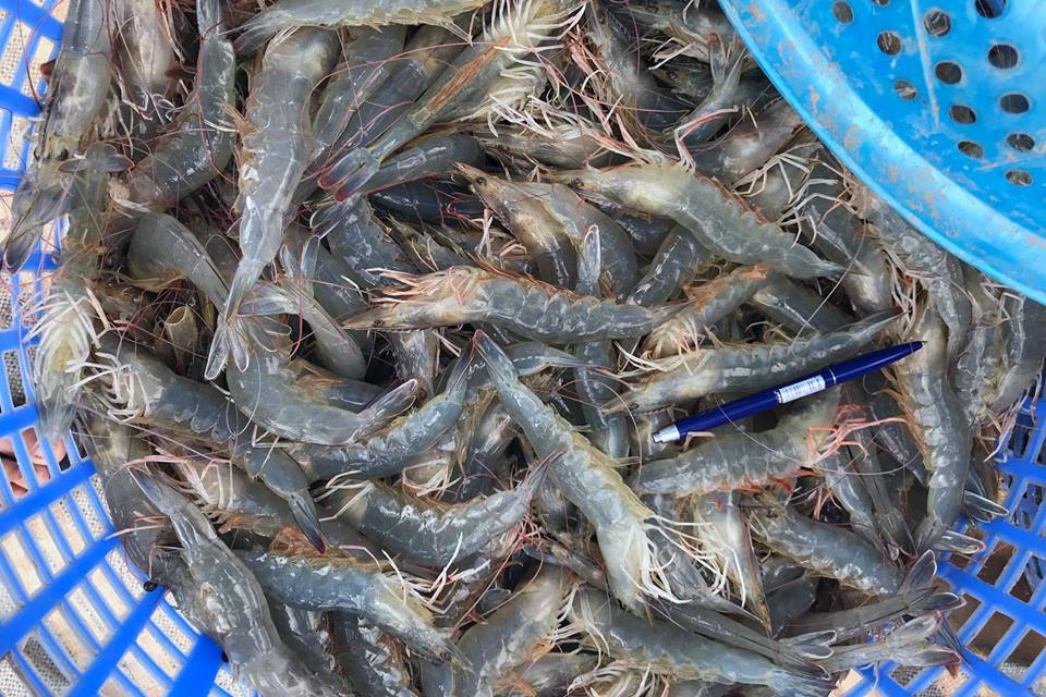 Tôm thẻ chân trắng đông lạnh dùng cho thị trường Hàn Quốc