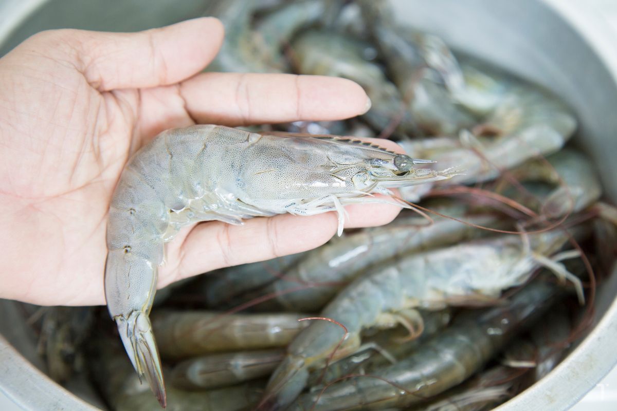 Tôm thẻ chân trắng đông lạnh xuất khẩu sang Trung Quốc