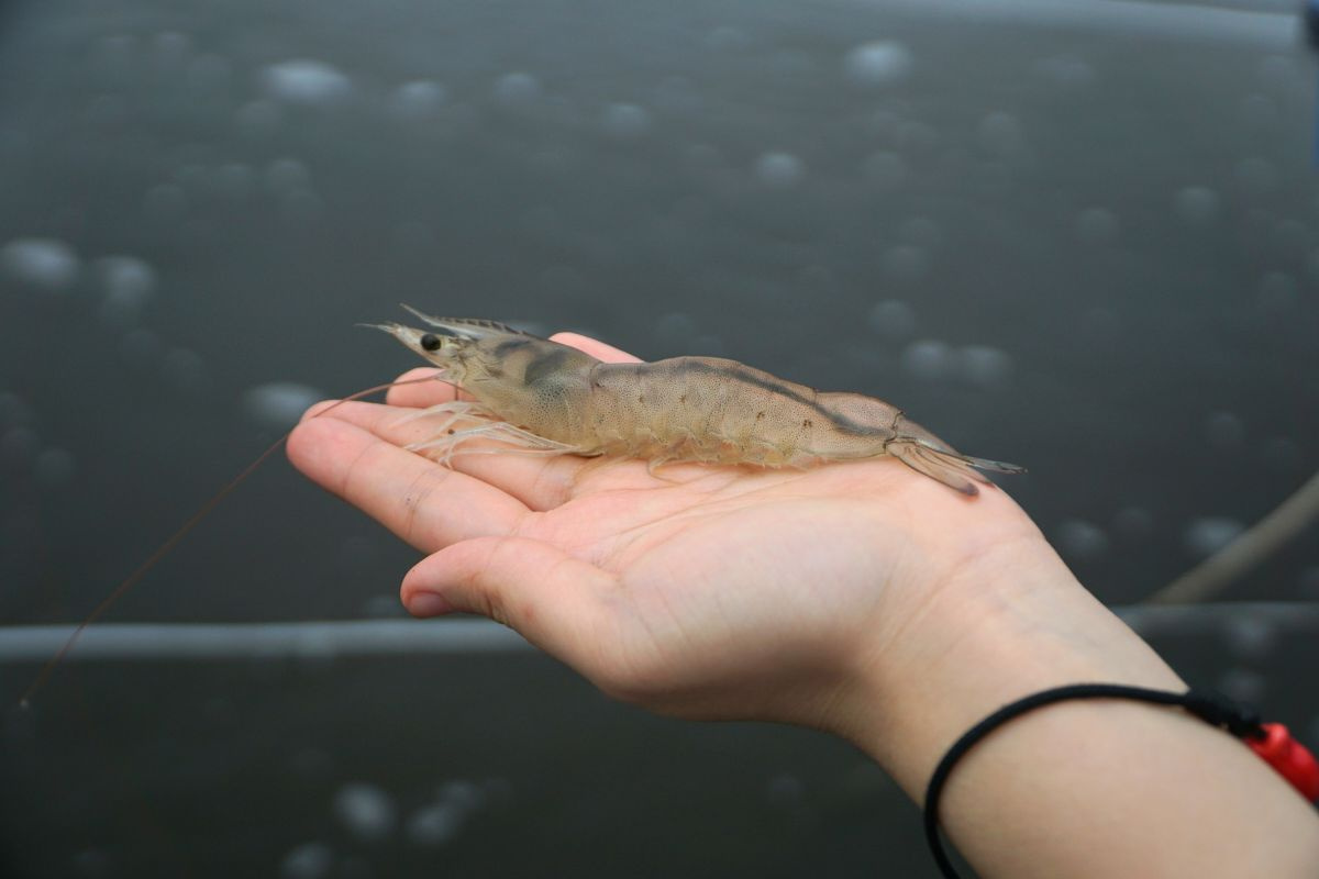 Tôm thẻ chân trắng đông lạnh xuất khẩu sang Trung Quốc