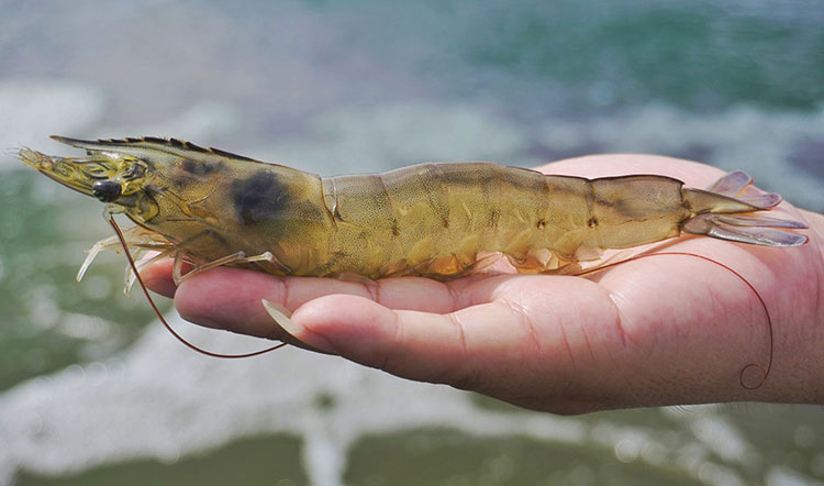 Tôm thẻ chân trắng xuất khẩu sang Japan