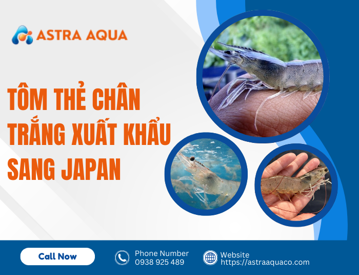 Tôm thẻ chân trắng xuất khẩu sang Japan