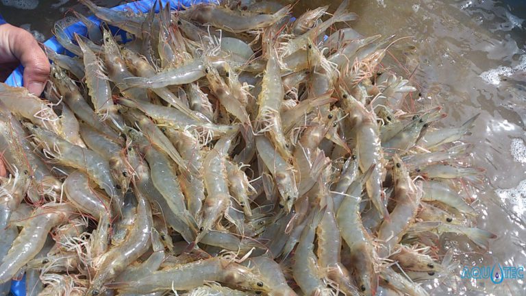 Tôm thẻ chân trắng xuất khẩu sang Trung Quốc