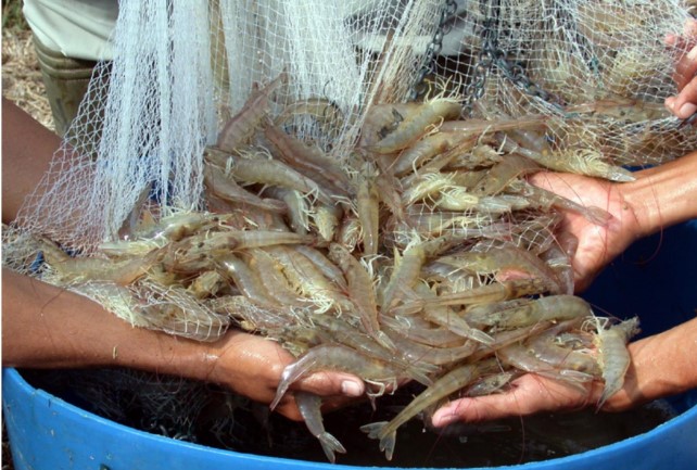 Tôm thẻ chân trắng xuất khẩu sang Trung Quốc