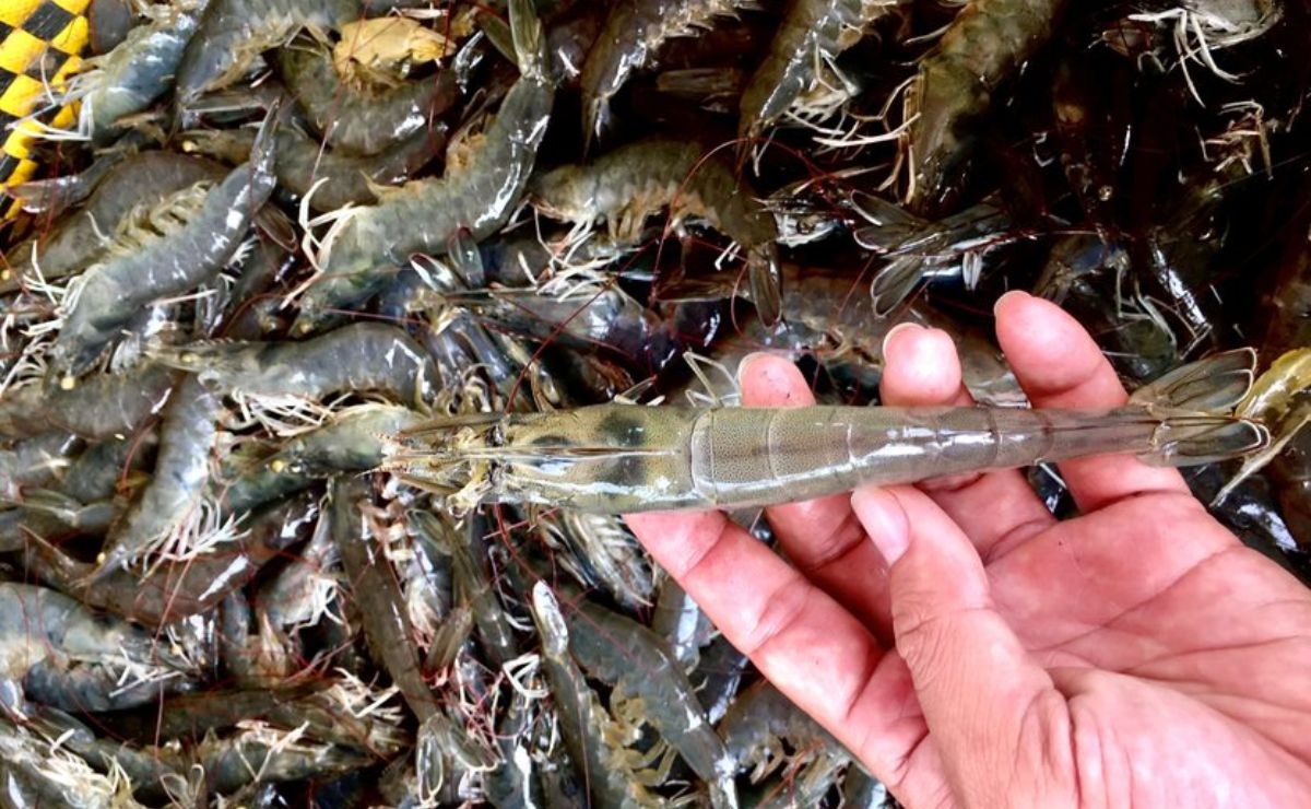 Tôm thẻ chân trắng xuất khẩu sang Trung Quốc