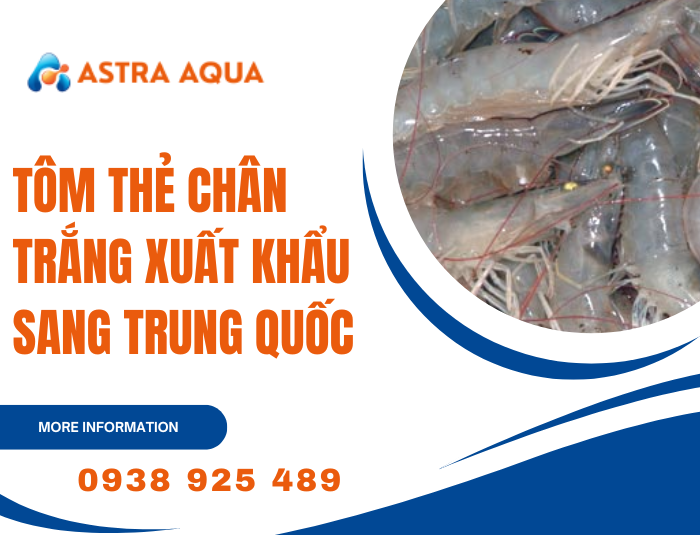 Tôm thẻ chân trắng xuất khẩu sang Trung Quốc