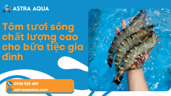 Tôm Tươi Sống Chất Lượng Cao Cho Bữa Tiệc Gia Đình – Bí Quyết Tạo Nên Bữa Ăn Sang Trọng Và Đầy Dinh Dưỡng