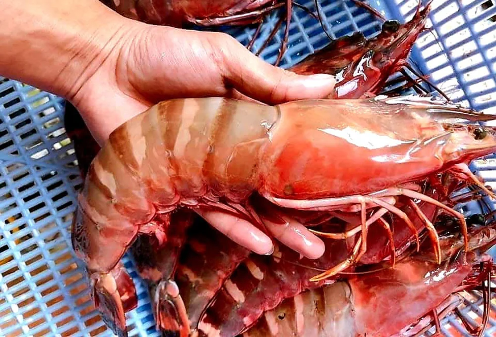 Tôm Tươi Sống – Linh Hồn Của Những Bữa Tiệc Gia Đình Hiện Đại