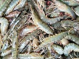 Vì Sao Nên Chọn Tôm Tươi Sống Cho Bữa Tiệc Gia Đình?