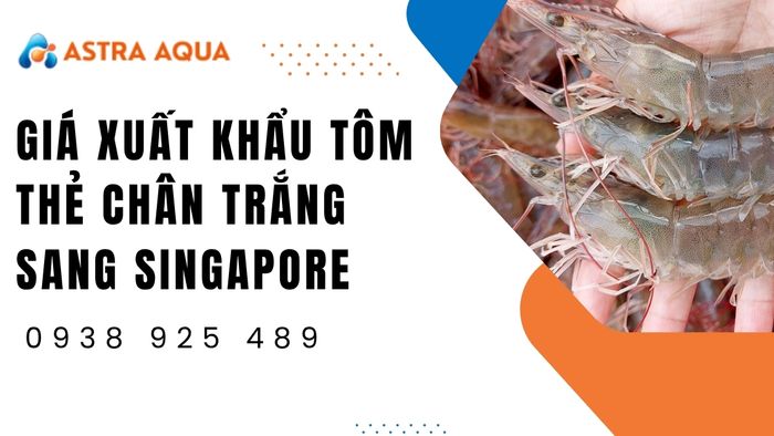 Báo giá xuất khẩu tôm thẻ chân trắng sang Singapore từ Astra Aqua