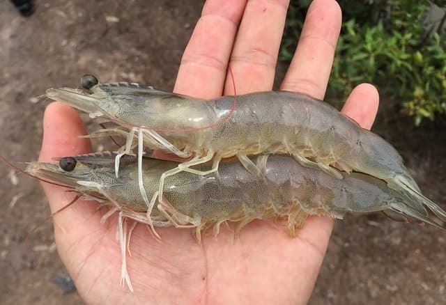 Công nghệ bảo quản và tối ưu giá xuất khẩu tôm thẻ chân trắng sang Singapore