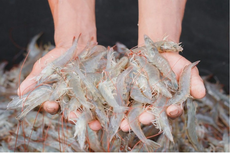 Tôm thẻ chân trắng xuất khẩu sang Japan