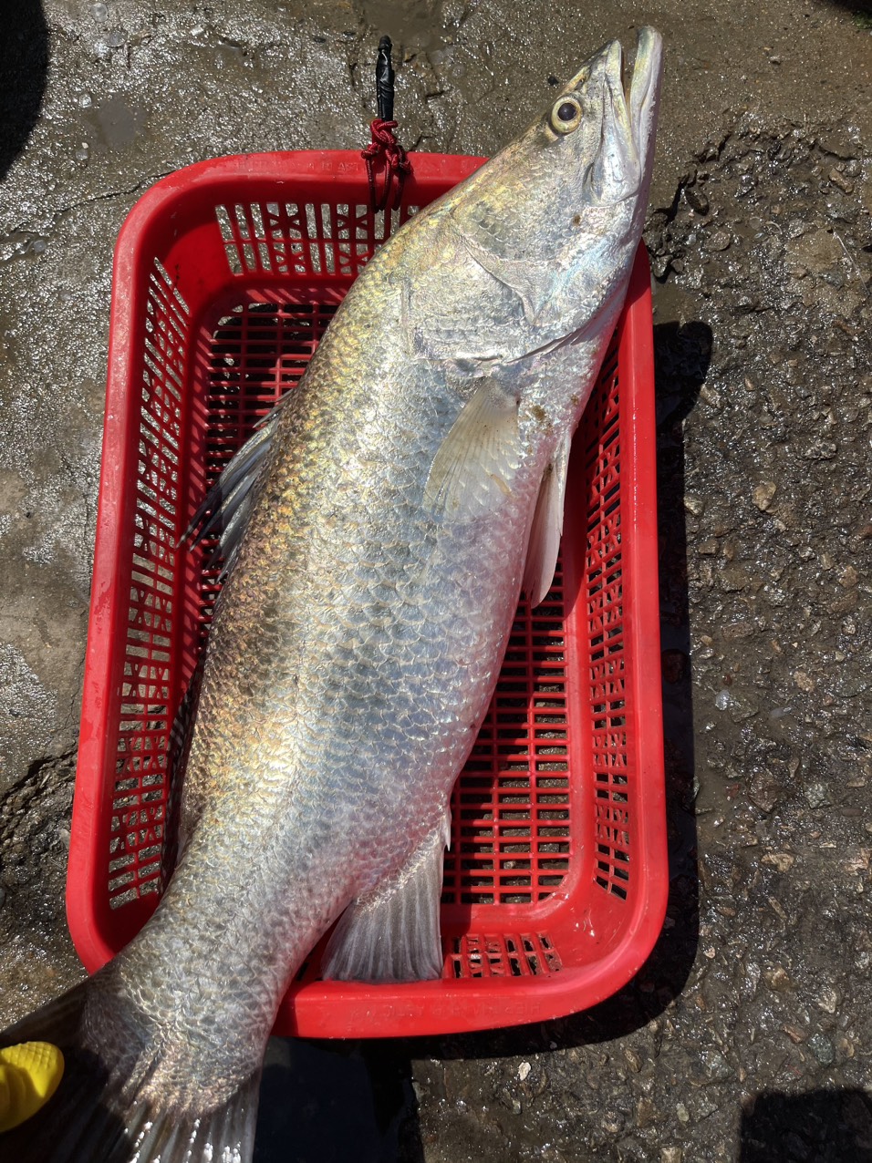 Xuất khẩu cá chẽm sang Nhật Bản