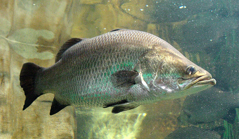 Xuất khẩu cá chẽm sang Nhật Bản