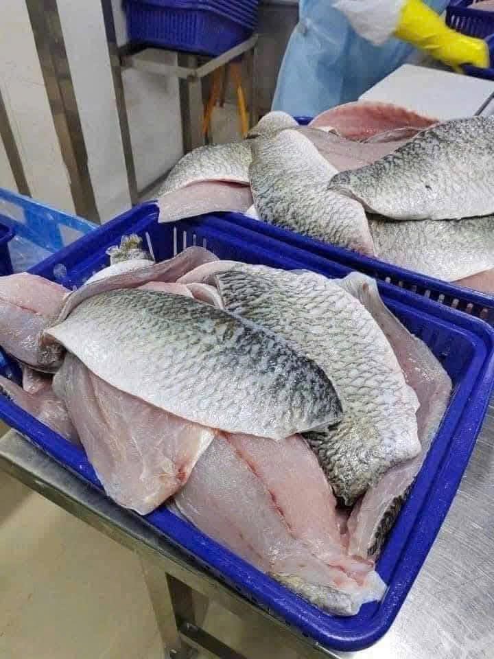 Xuất khẩu cá chẽm sang Trung Quốc