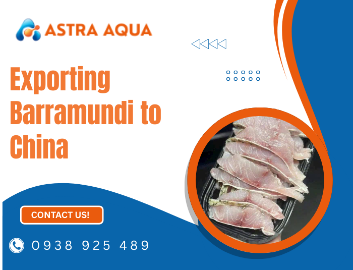 Exporting Barramundi to China
