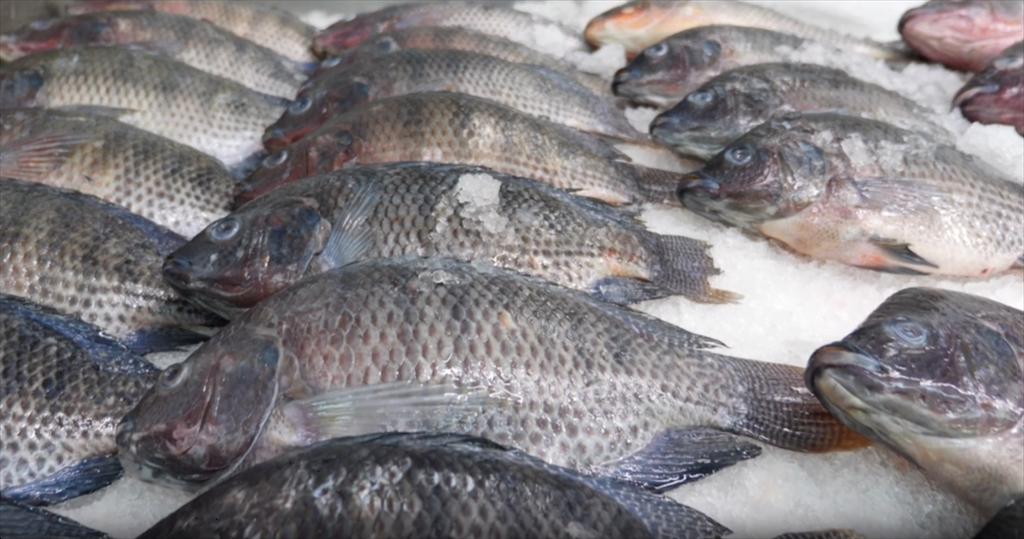 Key Features of Vietnamese Tilapia in Exports