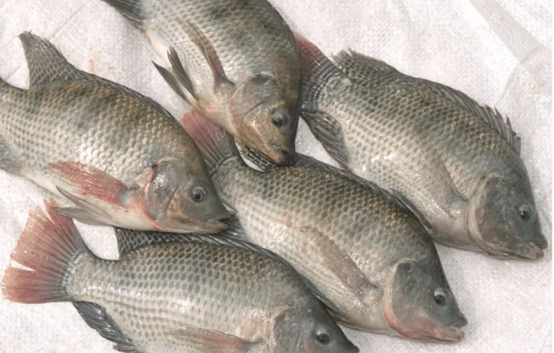 Tilapia Farming and Processing Process for Export Standards at Astra Aqua