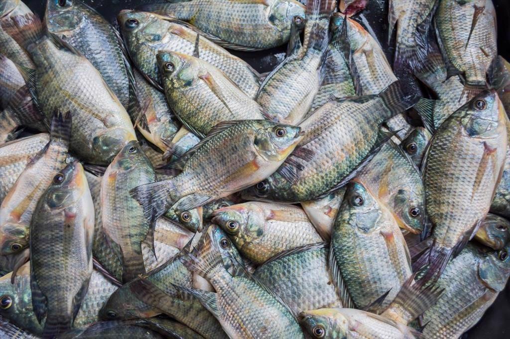 Challenges and Solutions in Tilapia Exports to the Middle East