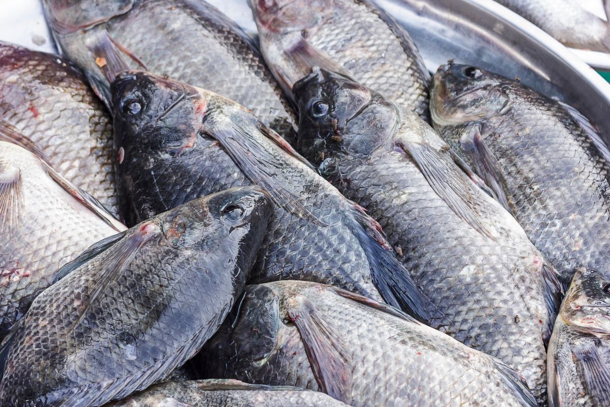 Future Trends of Tilapia Exports from Vietnam