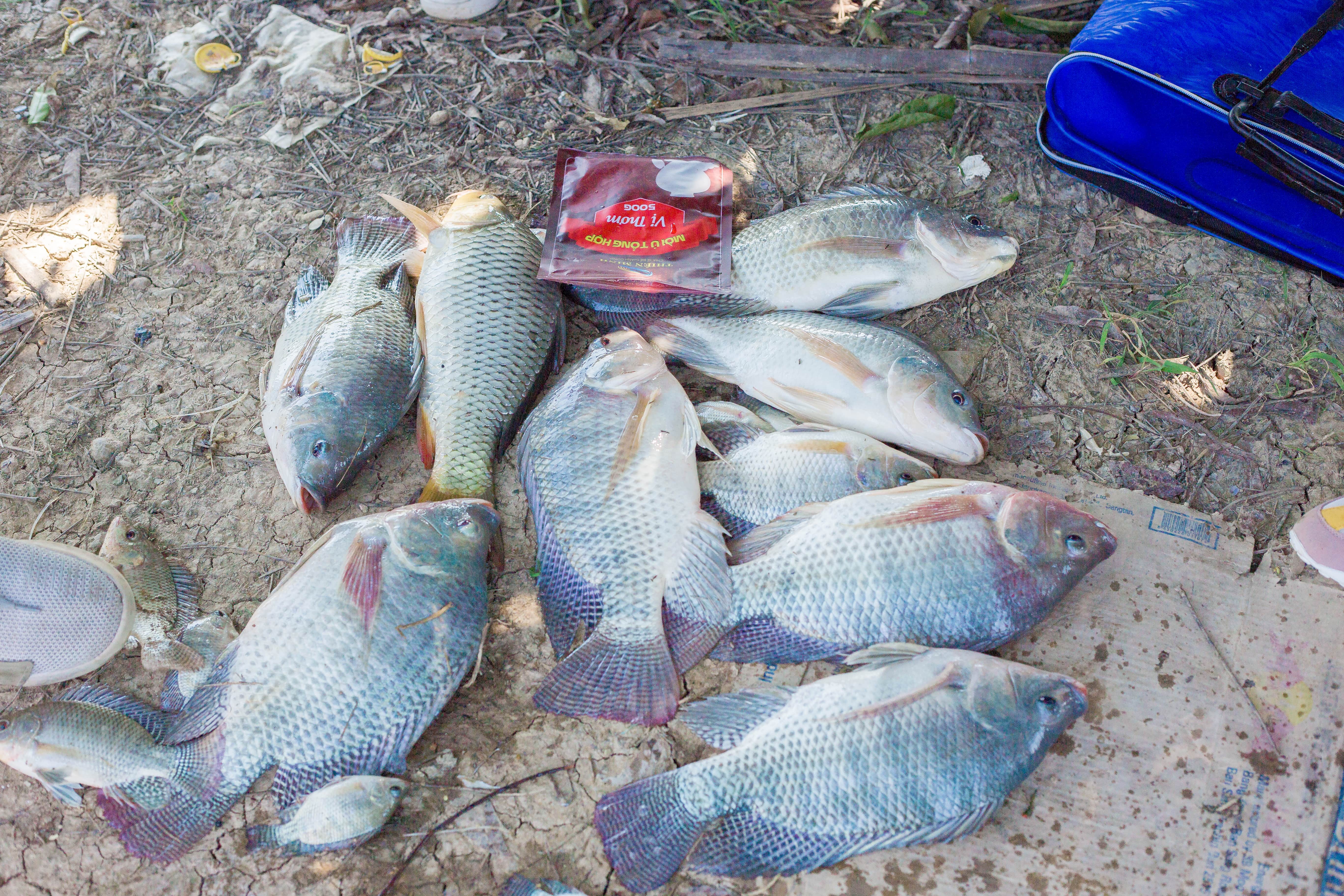 Xuất khẩu cá rô phi đông lạnh sang Trung Quốc