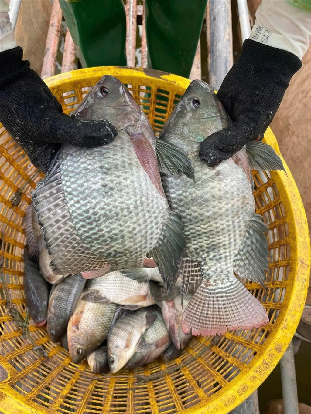 Xuất khẩu cá rô phi đông lạnh sang Trung Quốc