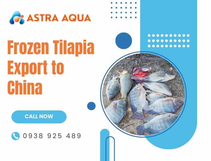 Frozen Tilapia Export to China