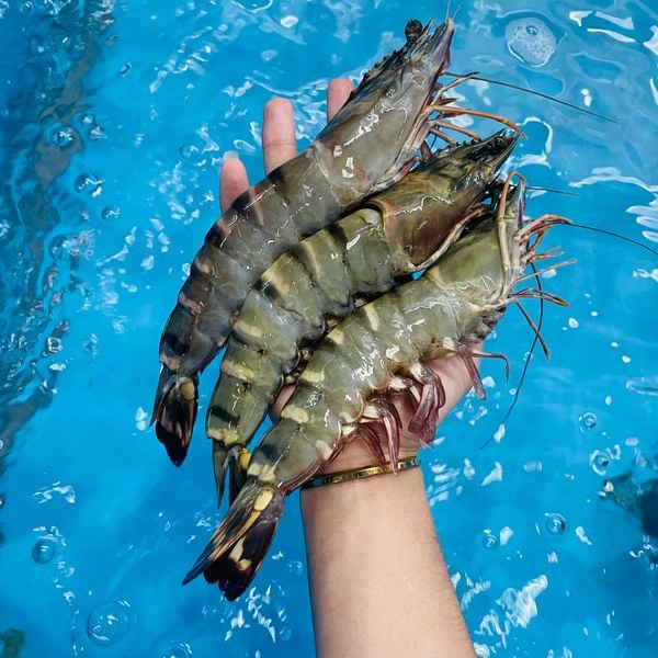 Xuất Khẩu Tôm Sú Sang Hàn Quốc