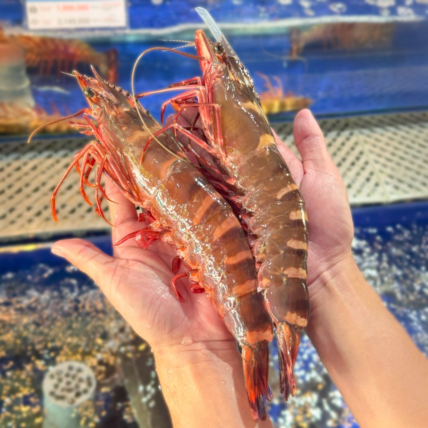 Xuất Khẩu Tôm Sú Sang Hàn Quốc