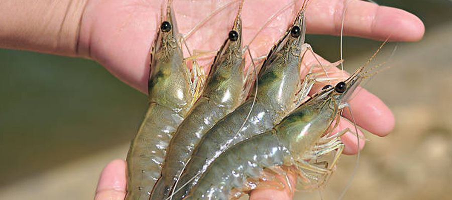 Xuất khẩu tôm thẻ chân trắng sang Hàn Quốc