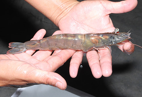 Xuất khẩu tôm thẻ chân trắng sang Hàn Quốc