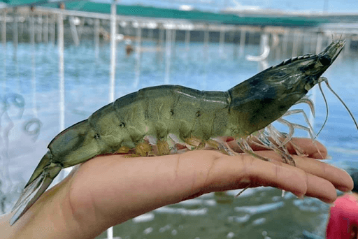 Xuất khẩu tôm thẻ chân trắng sang Philippines