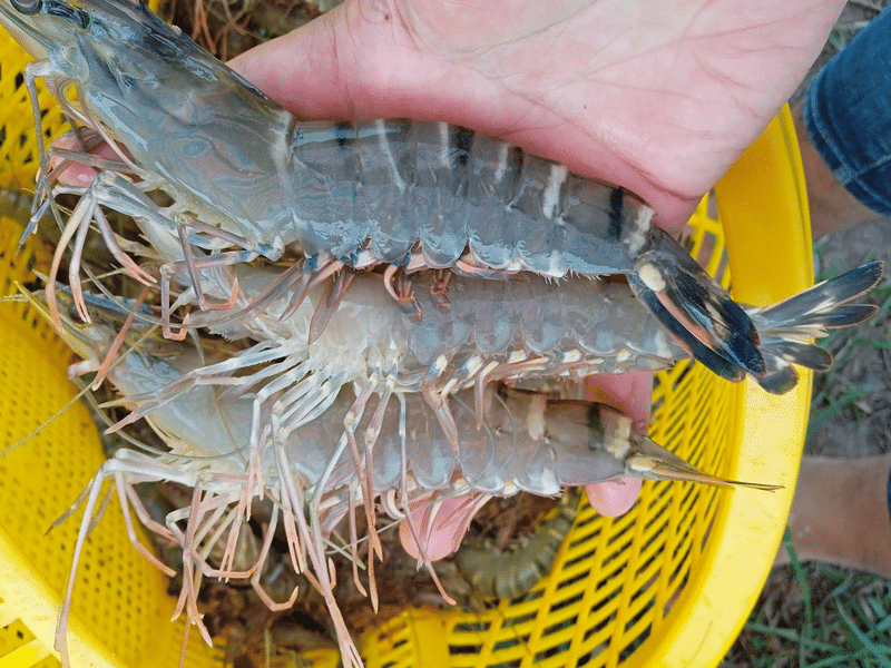 Yêu cầu nhập khẩu tôm sú của Trung Quốc