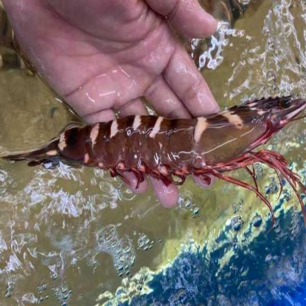 Yêu cầu nhập khẩu tôm sú của Trung Quốc