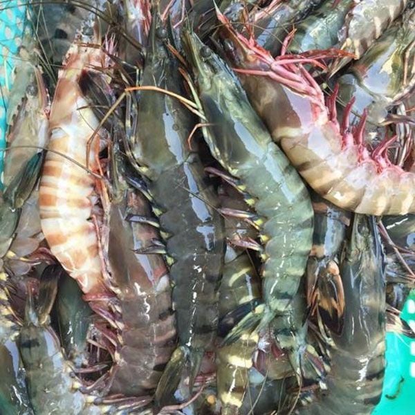 Yêu cầu nhập khẩu tôm sú của Trung Quốc