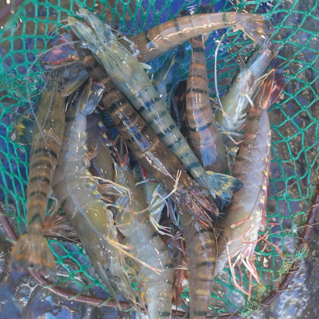 Yêu cầu nhập khẩu tôm sú của Trung Quốc