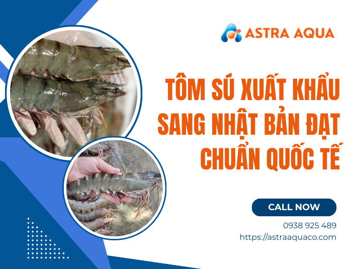 Aqua Shrimp出品 Black Tiger Prawns for Export to Japan Meet International Standards